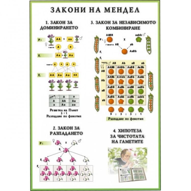 Закони на Мендел А4