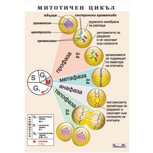 Митотичен цикъл A4