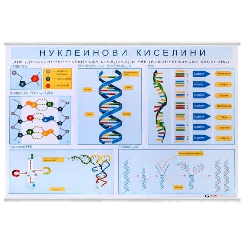 Образователно табло "Нуклеинови киселини"