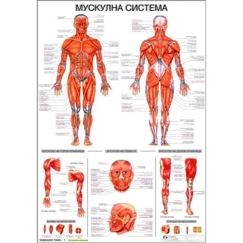 Образователно табло "Мускулна система на човека"